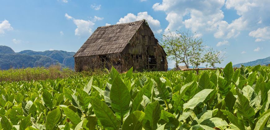Wood or Cork Working Machinery /  Tobacco Processing 3
