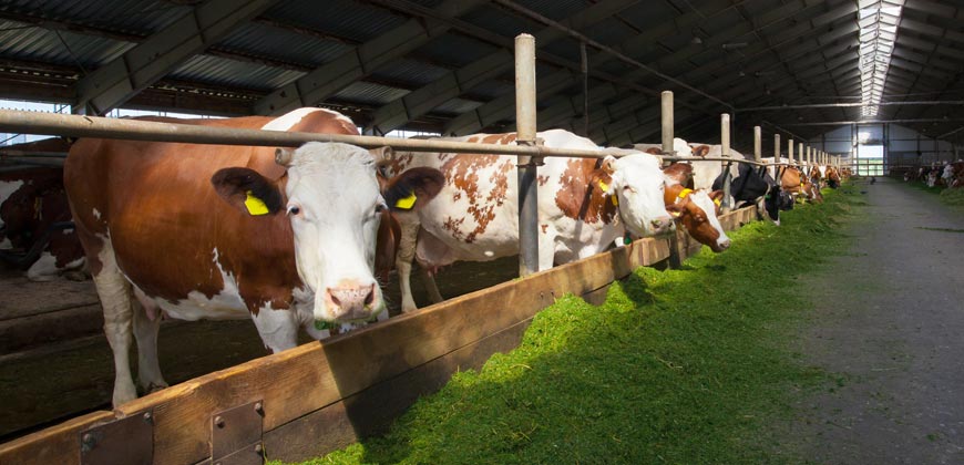 Livestock Breeding (Manure Treatment) 2