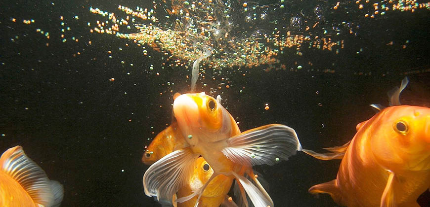 Fish Food 1