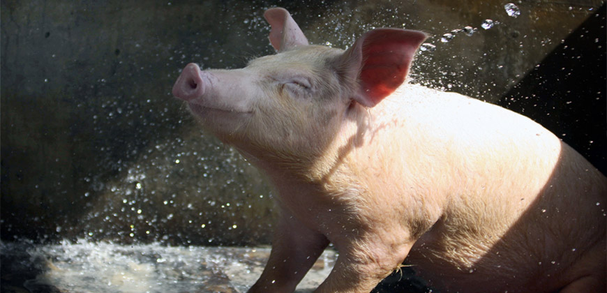 Livestock Breeding (Manure Treatment) 1