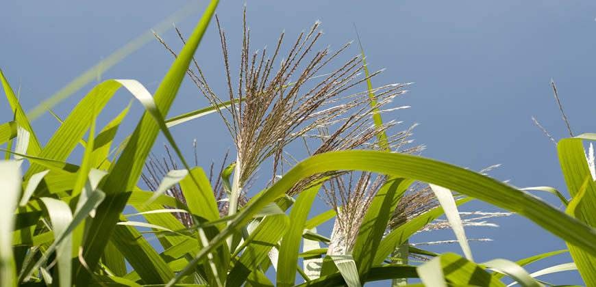 Biomass & Biogas Digestate from Agricultural Crops 1