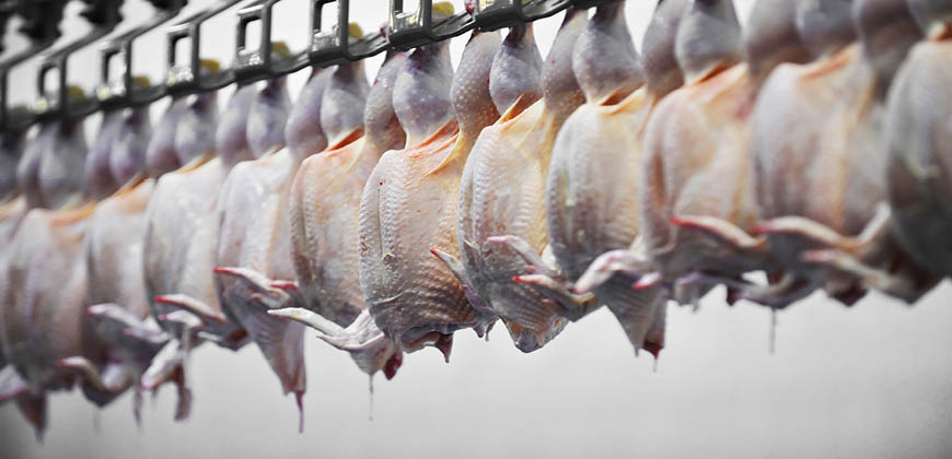 Abattoirs (Slaughterhouses) 1