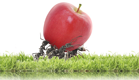 High throughput rates